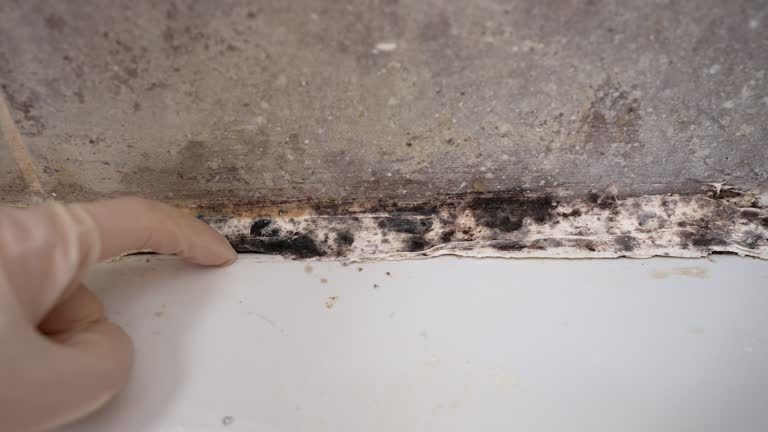 Best Attic Mold Removal  in Independence, MN